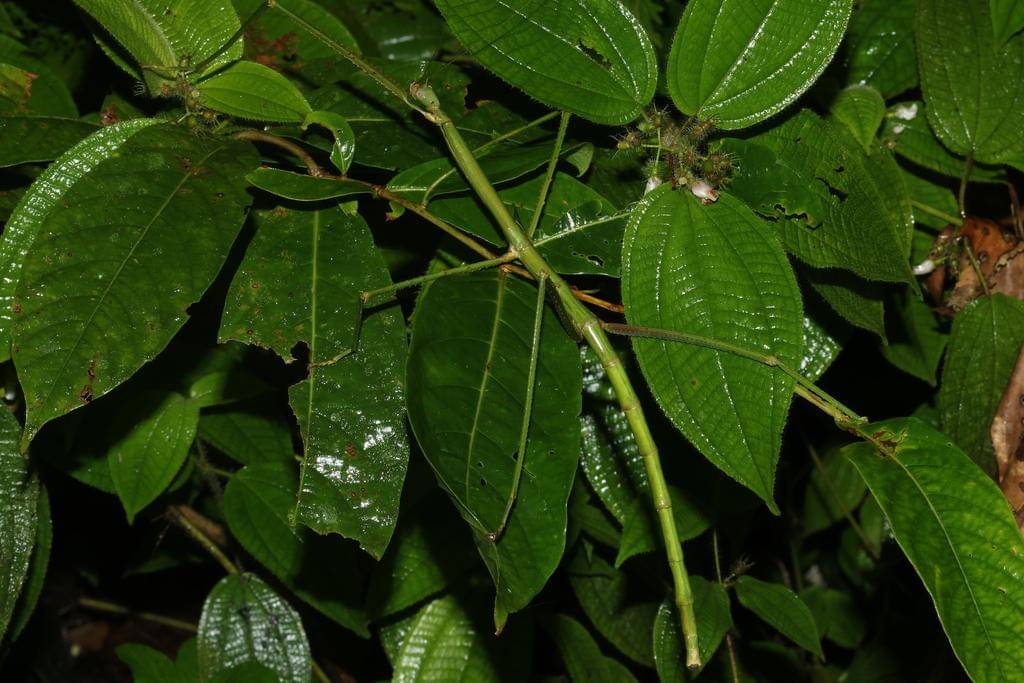 Phobaeticus serratipes