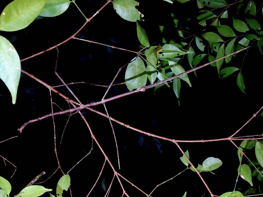 Phobaeticus serratipes