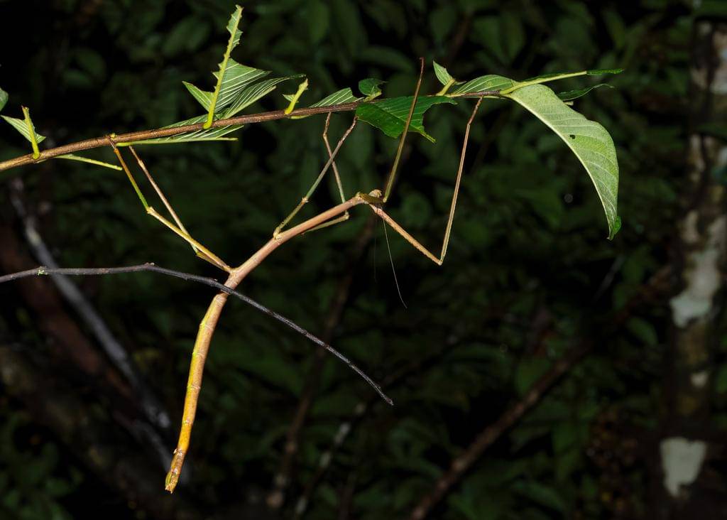 Phobaeticus serratipes