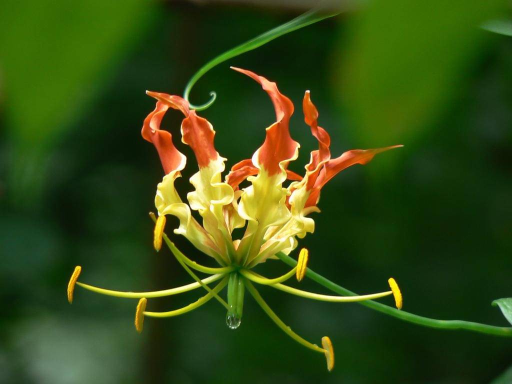 Mandalika, Gloriosa Lily