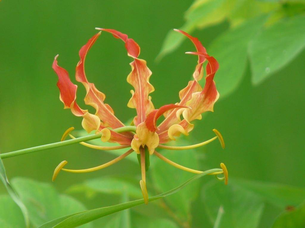 Mandalika, Gloriosa Lily