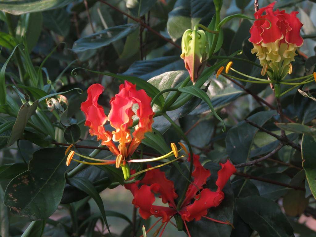 Mandalika, Gloriosa Lily