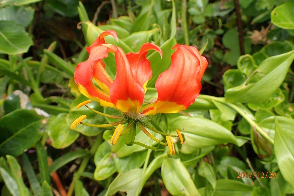 Mandalika, Gloriosa Lily