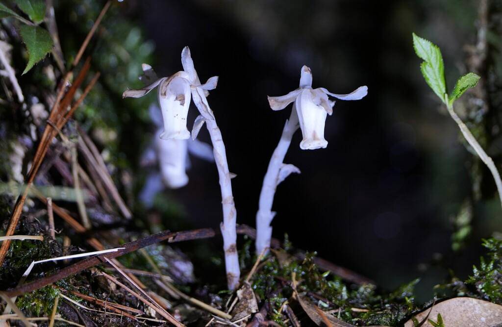 Monotropastrum humile