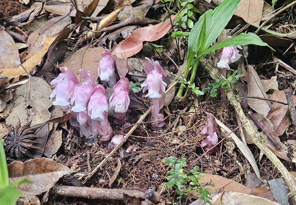 Monotropastrum humile