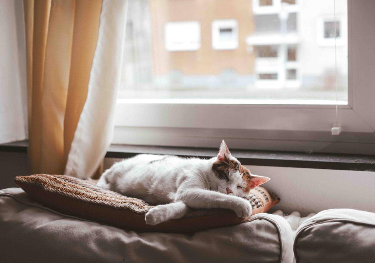 potret seekor kucing