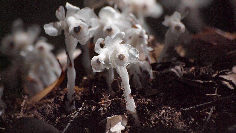 Monotropastrum humile (Ghost plant)