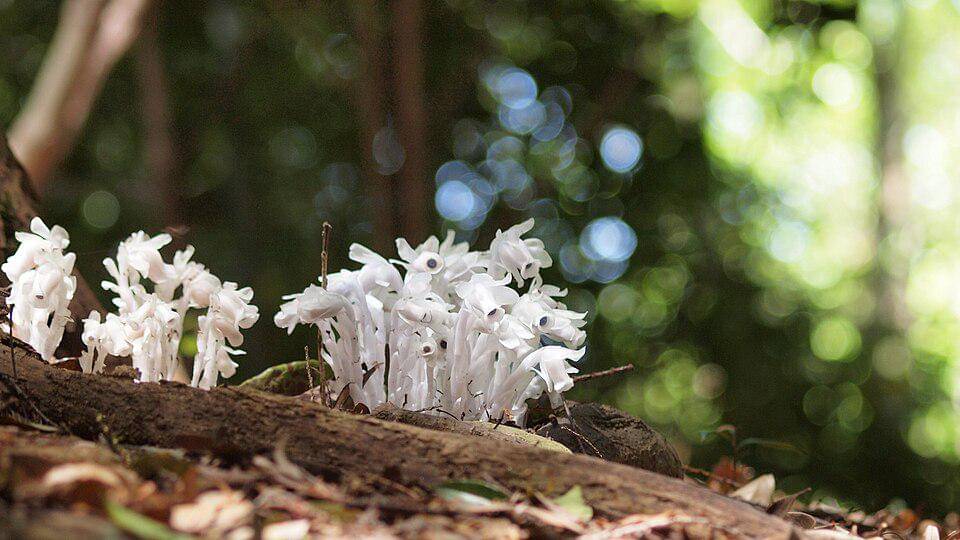 Monotropastrum humile
