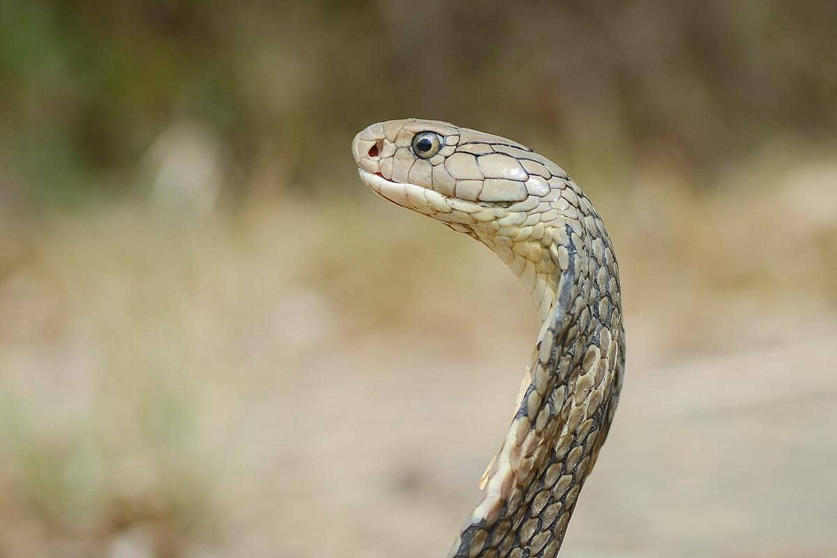 5 Trivia King Cobra yang Jarang Diketahui, Bukan Spesies Kobra Sejati!