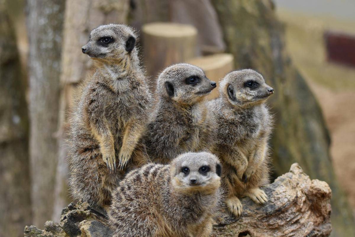 Ilustrasi kelompok meerkat