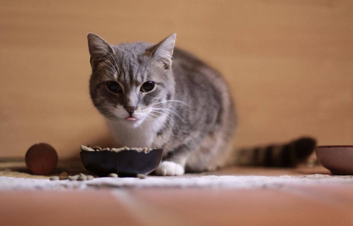 potret seekor kucing