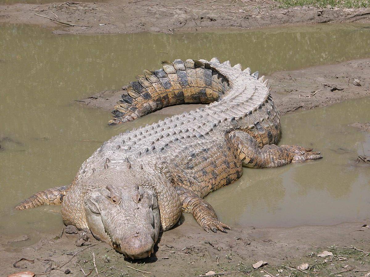 buaya air asin