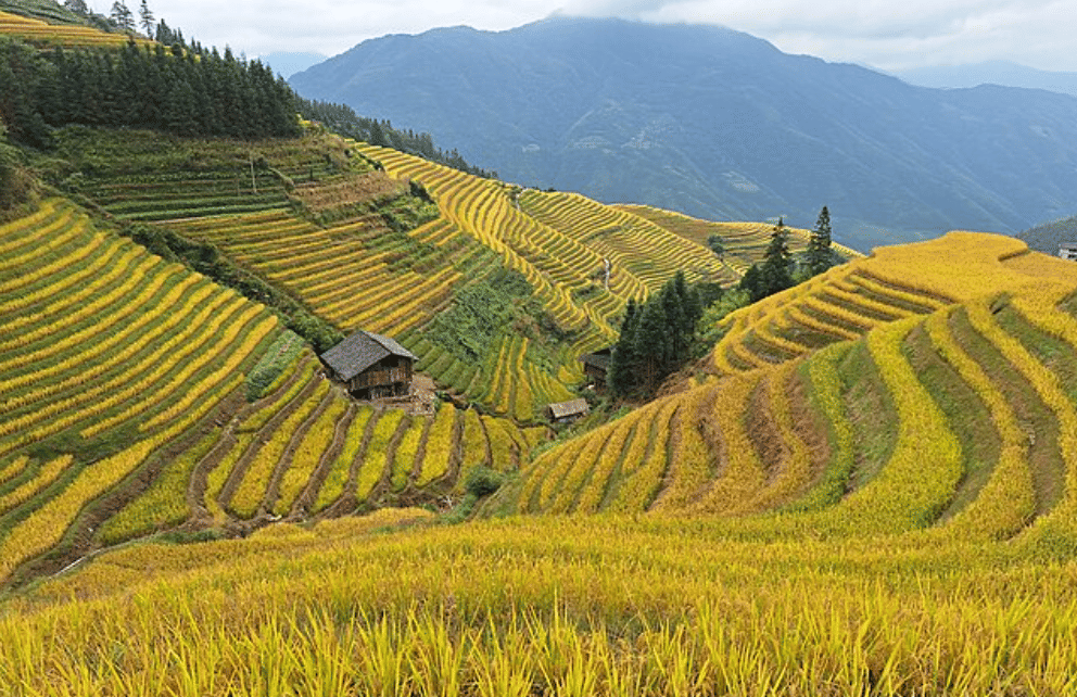 potret Longji Rice Terraces, China