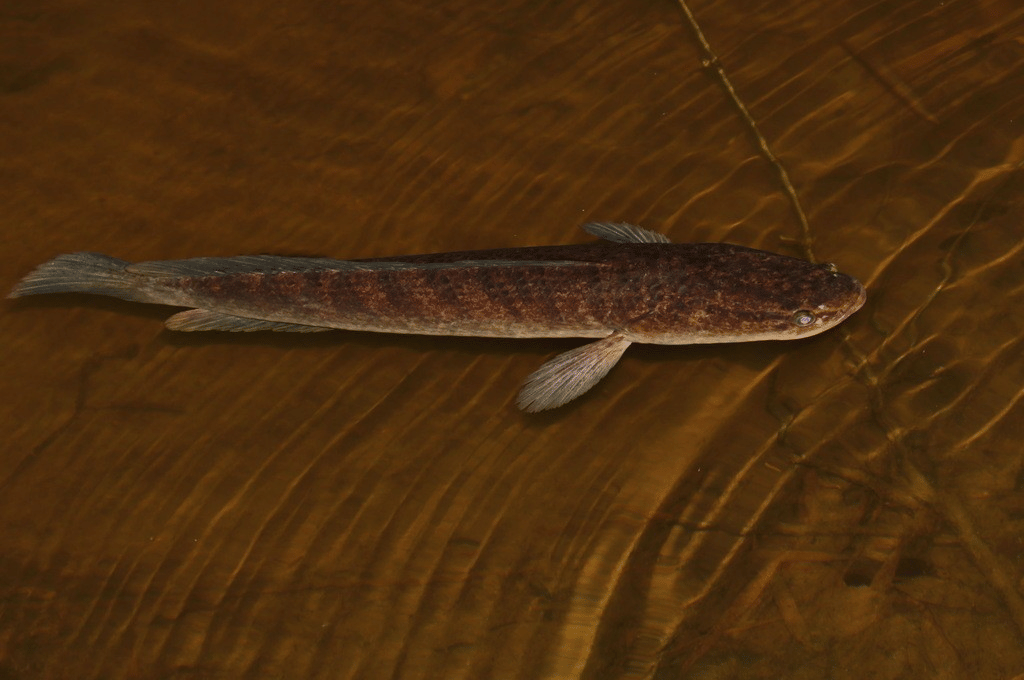 ikan gabus
