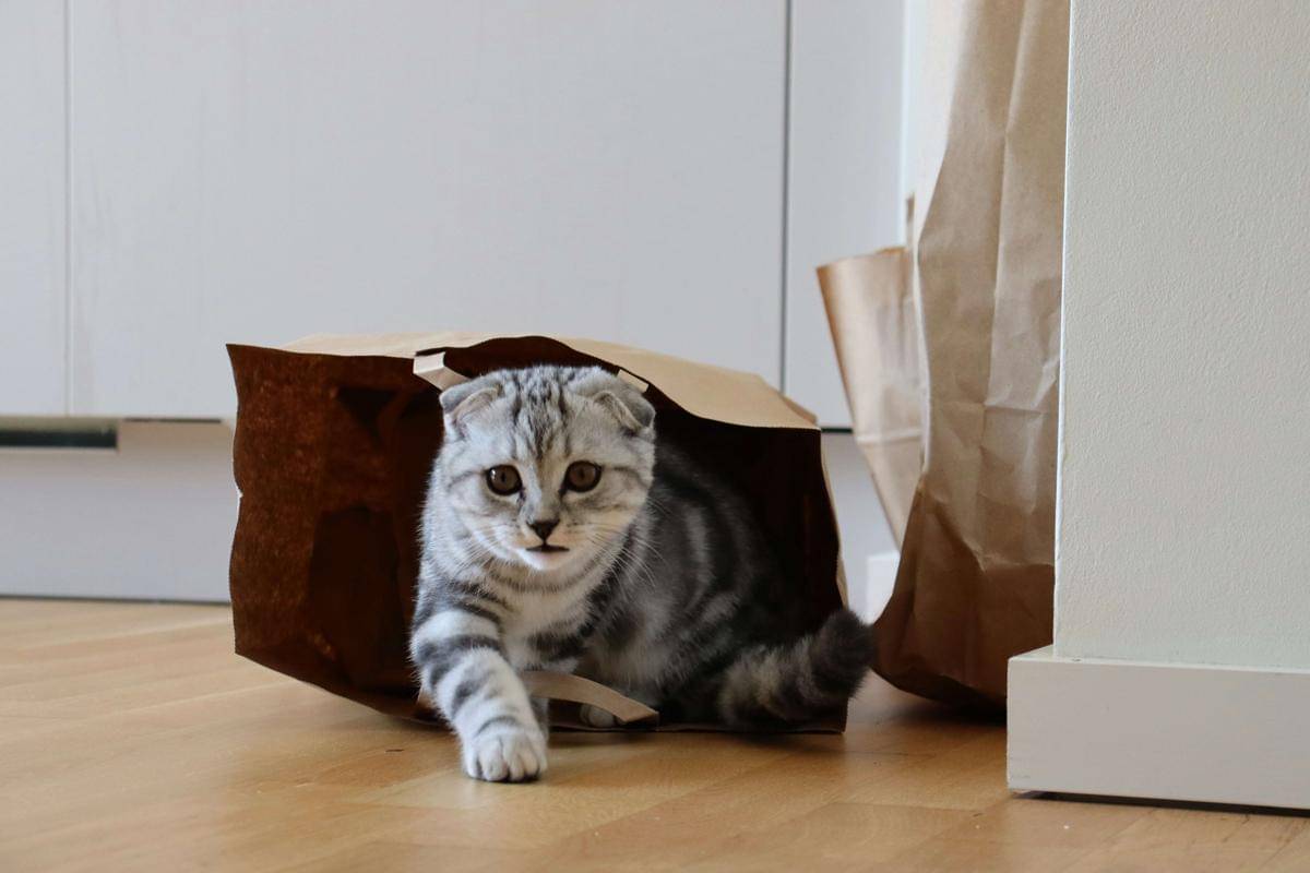 potret seekor kucing