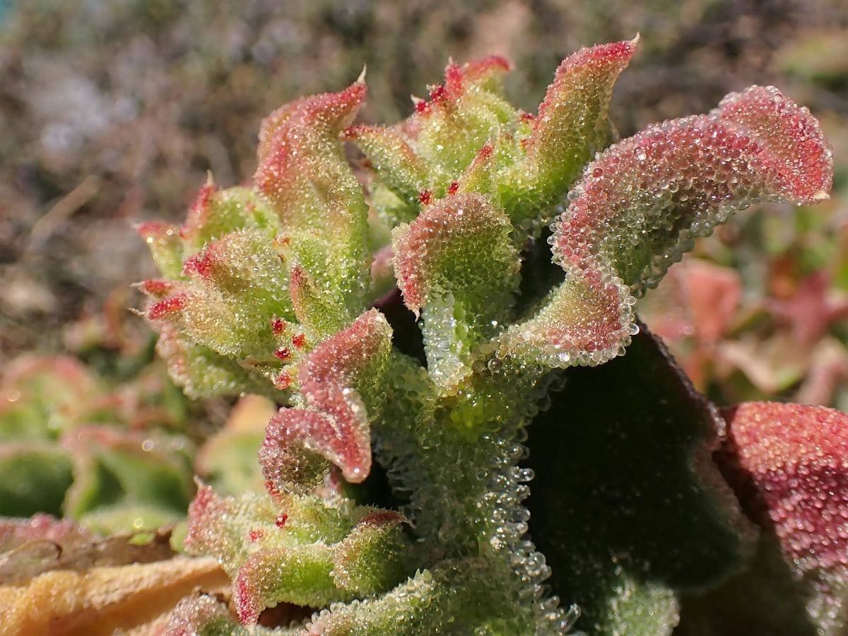 Ice plant