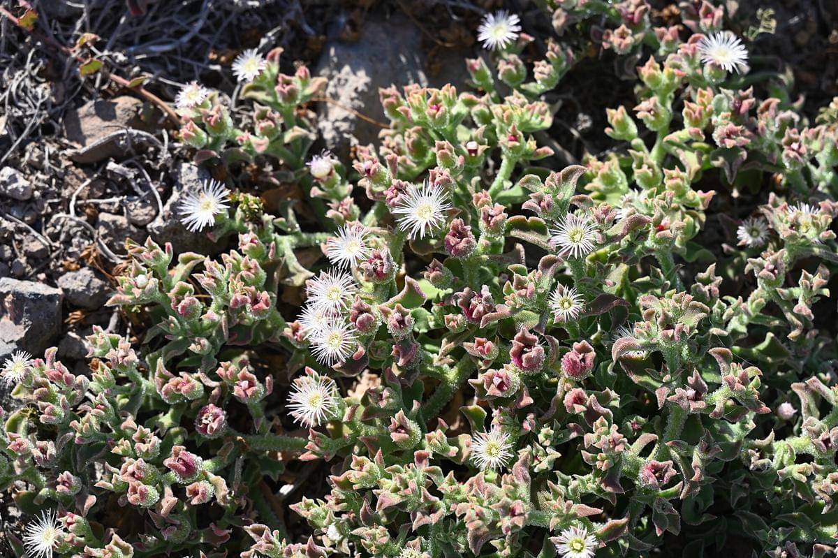 Ice plant