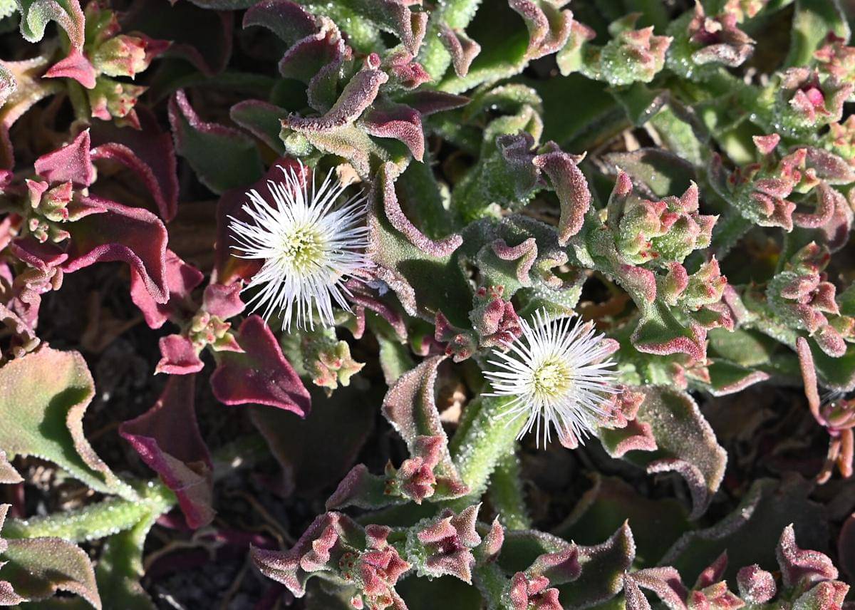 Ice plant