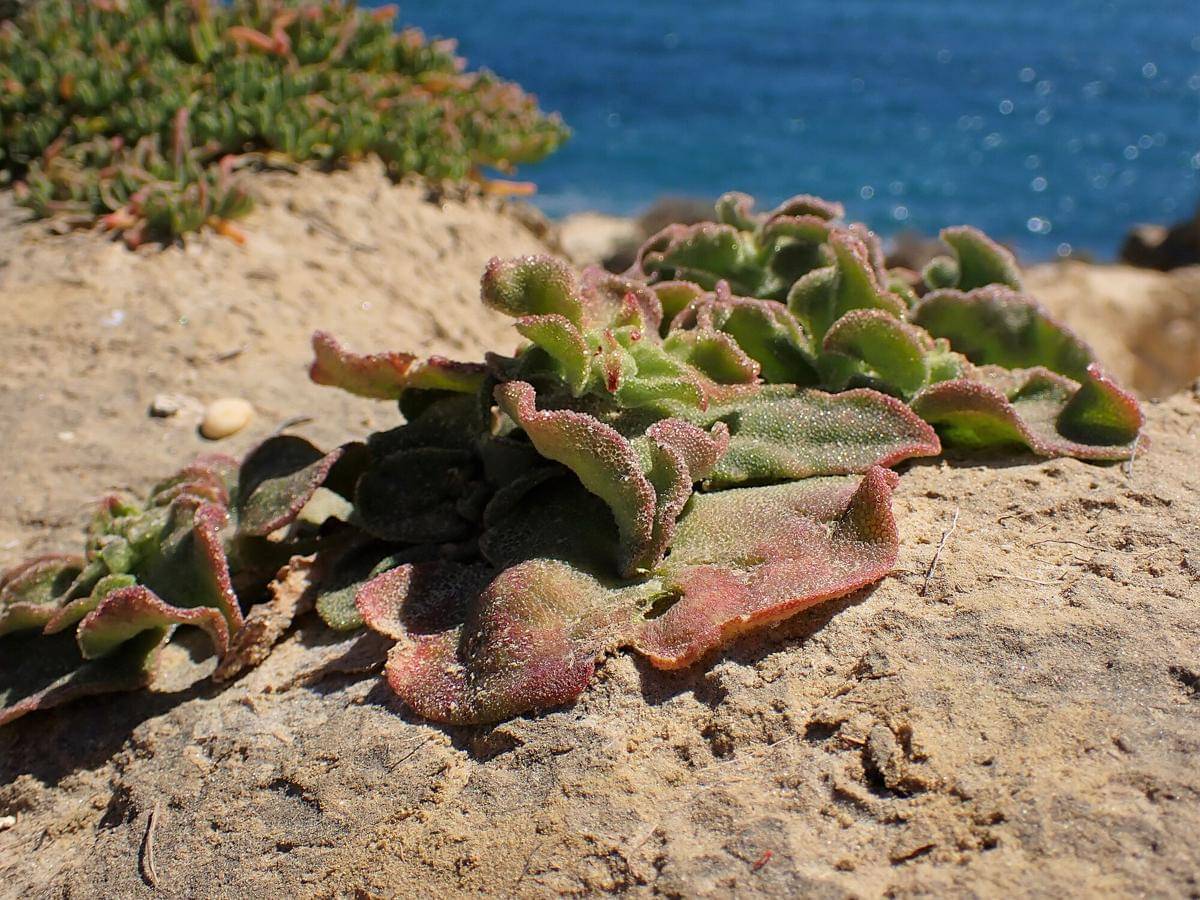 Ice plant