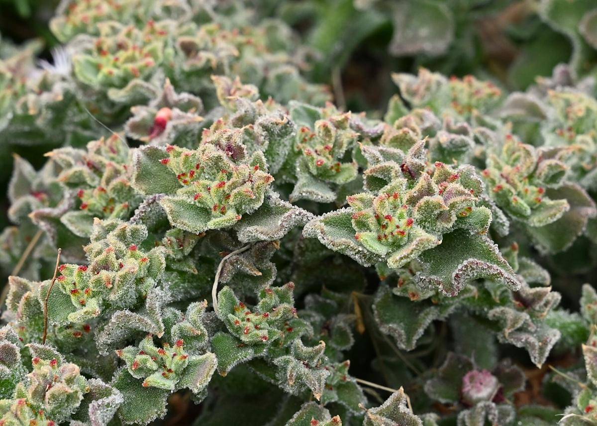Ice plant