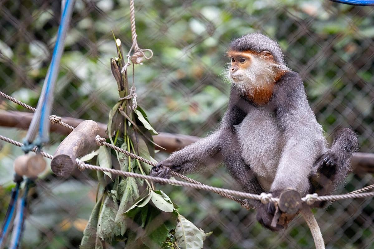 6 Fakta Unik Gray Shanked Douc Langur, Primata Cantik Super Langka!