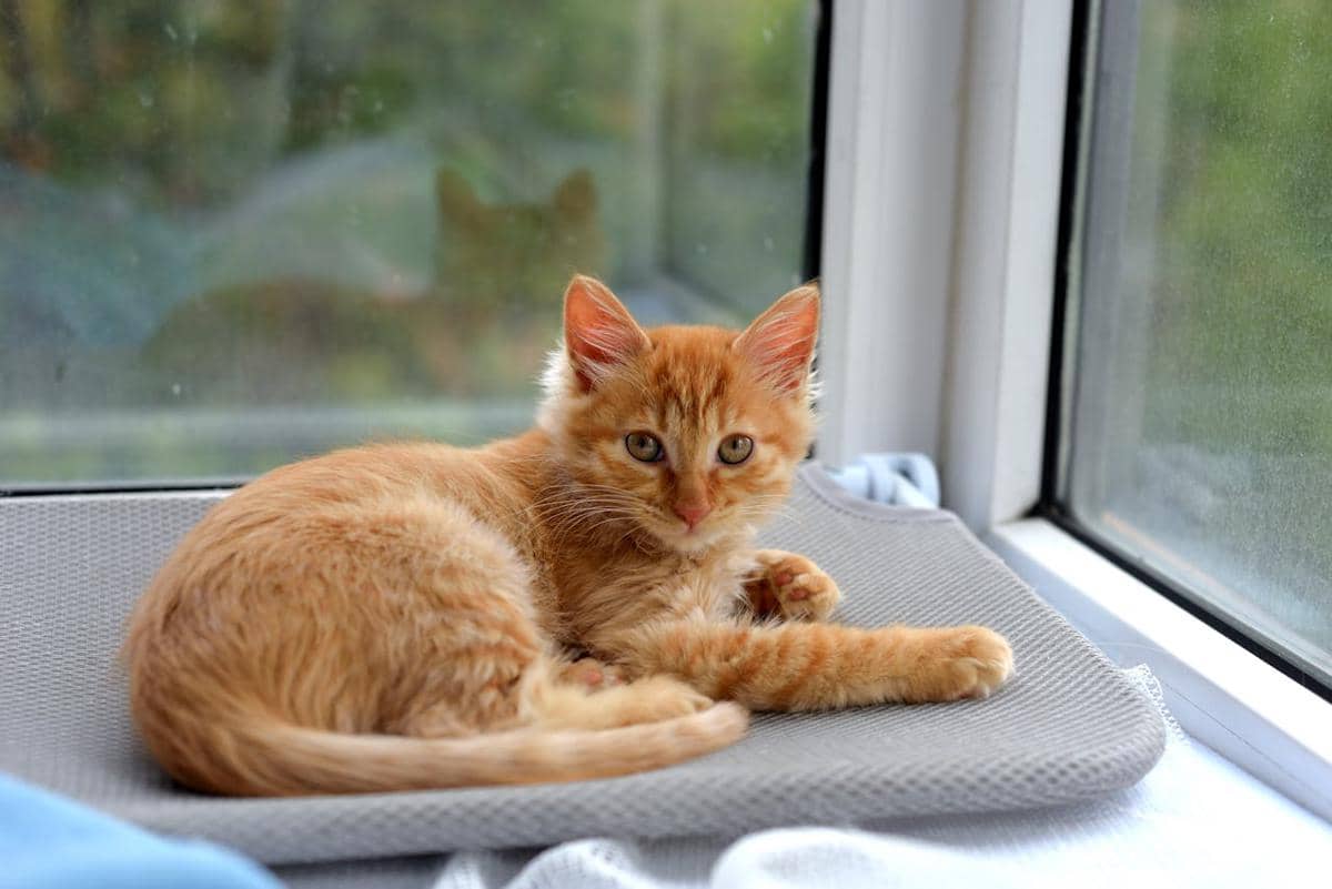 kucing oren jaga rumah