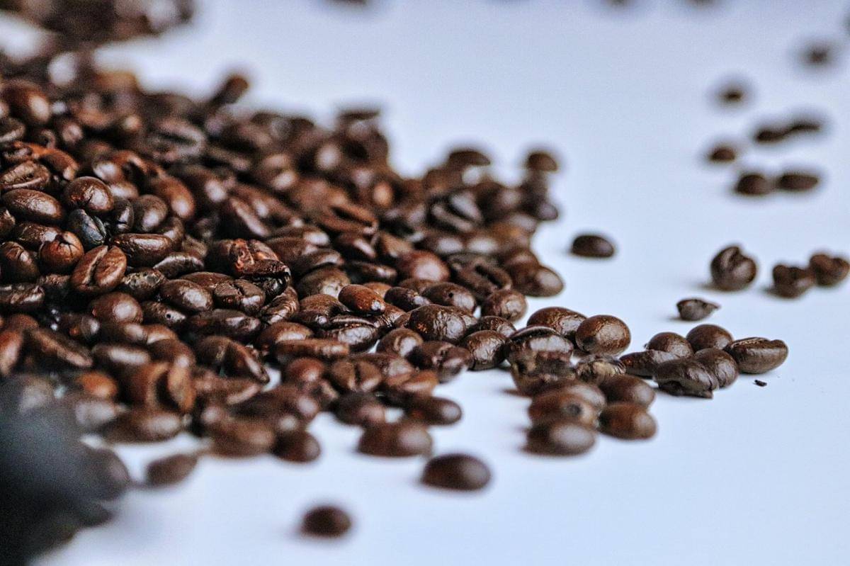 ilustrasi biji kopi robusta