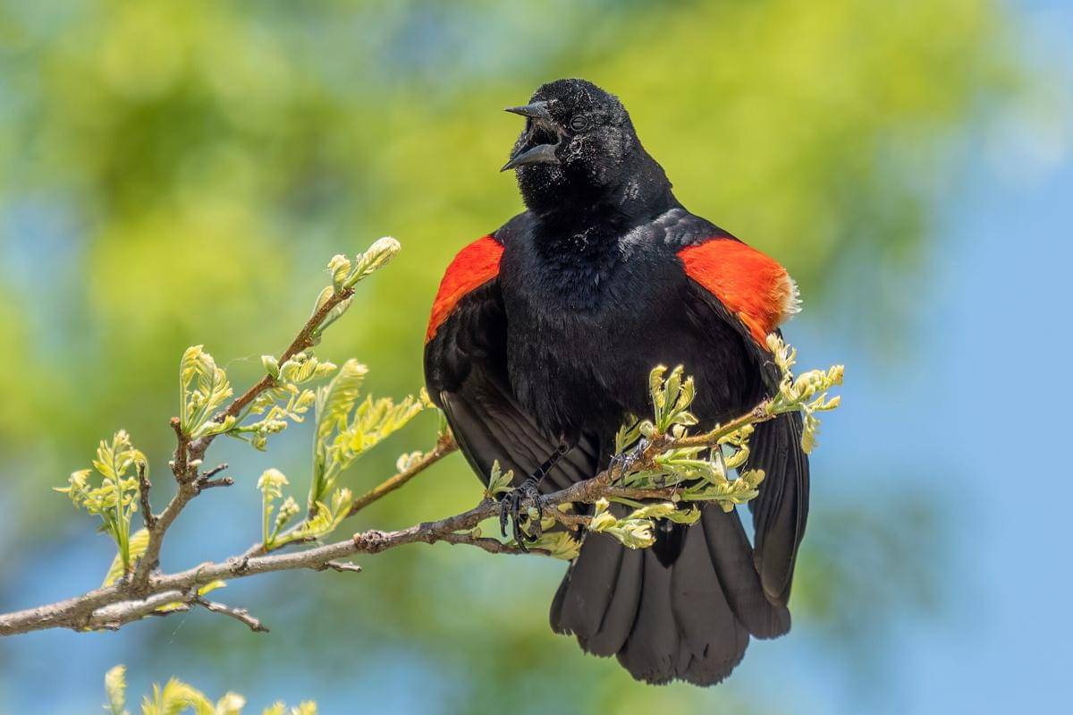 Burung hitam sayap merah