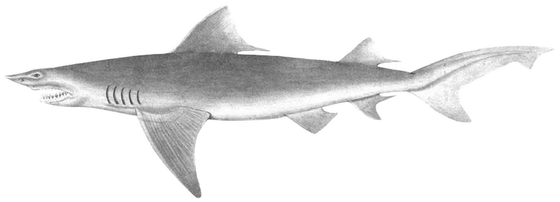 ilustrasi fisik hiu gigi tombak