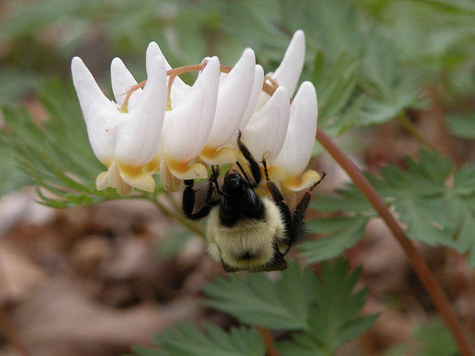 Dicentra cucullaria (Dutchman's-breeches), Bumblebee, Sleeping Giant State Park, Hamden, CT