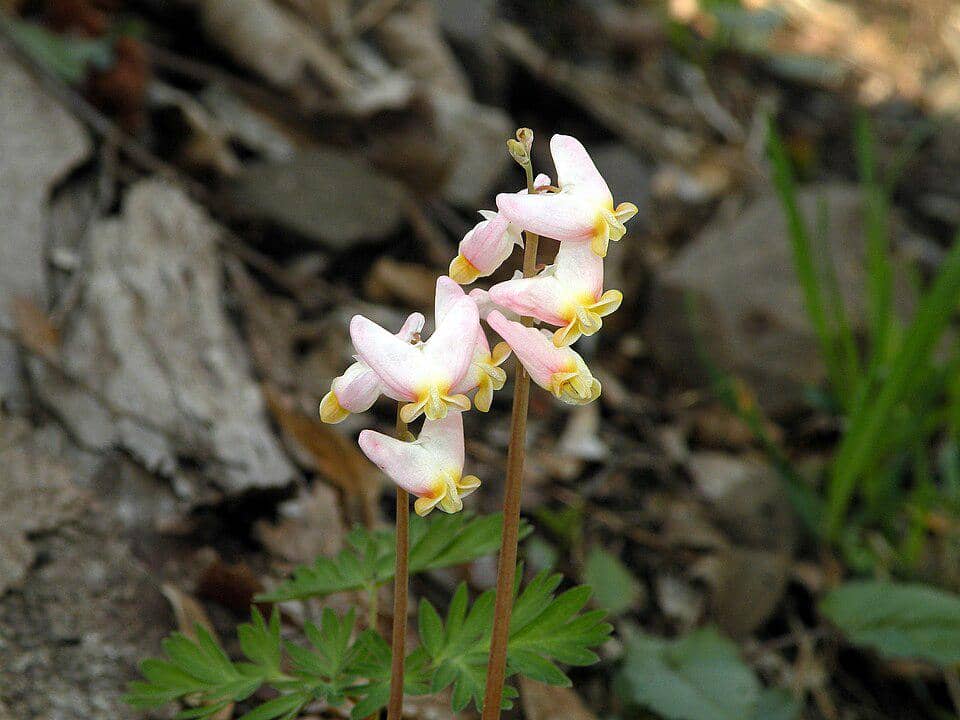 Dicentra cucullaria (Dutchman's-breeches), Durham, CT