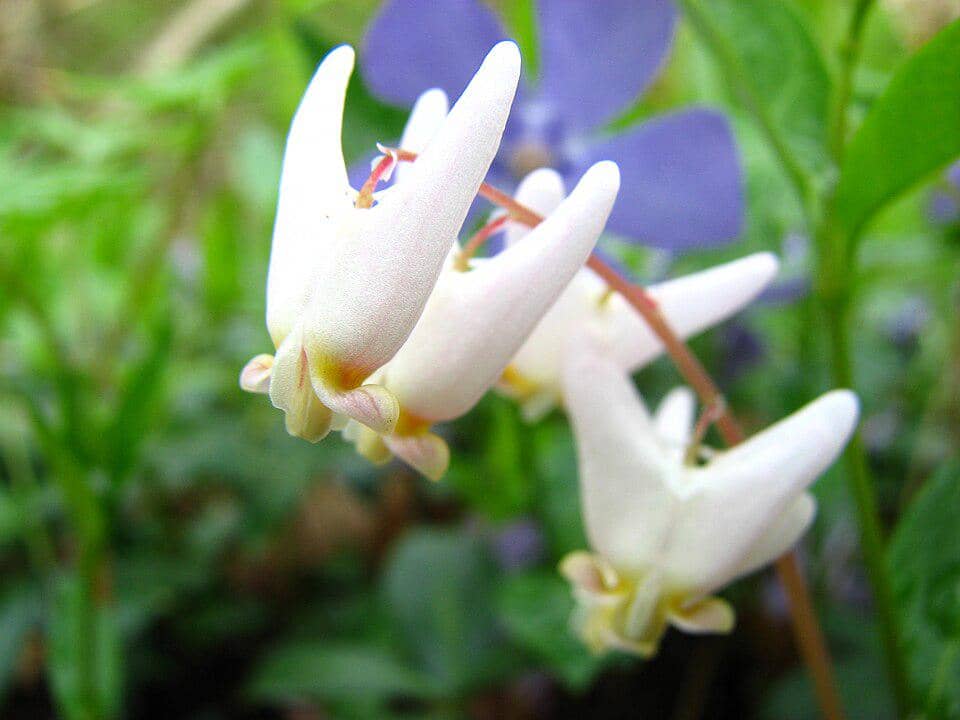 Dicentra cucullaria Flowers