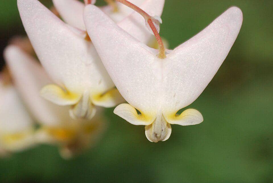 Dutchman's-Breeches (Dicentra cucullaria)