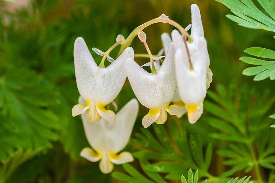 Dutchman's Breeches (Dicentra cucullaria)