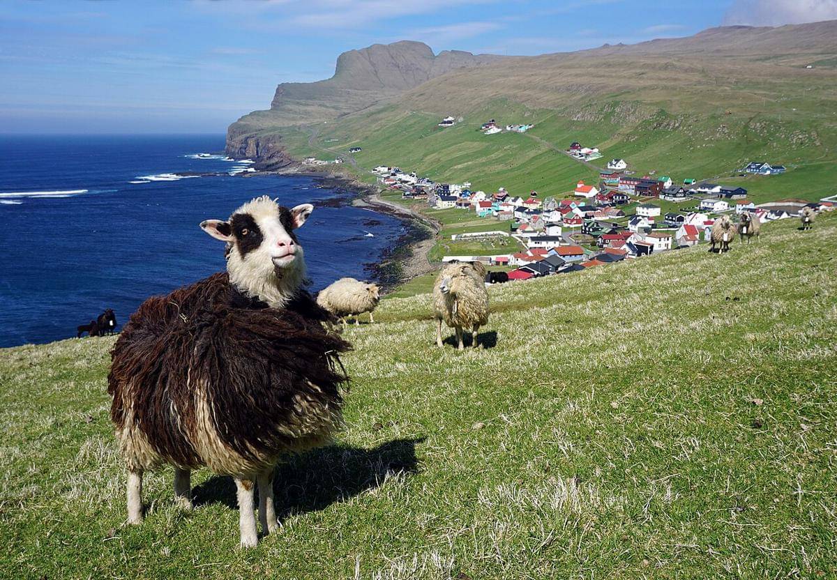 Fakta Menarik Kepulauan Faroe, Banyakan Domba daripada Manusia