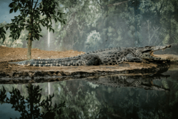 ilustrasi buaya jantan