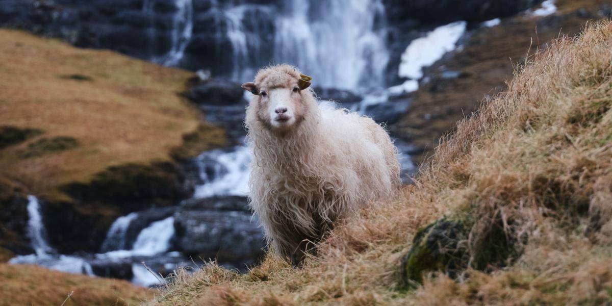 Fakta Menarik Kepulauan Faroe, Banyakan Domba daripada Manusia