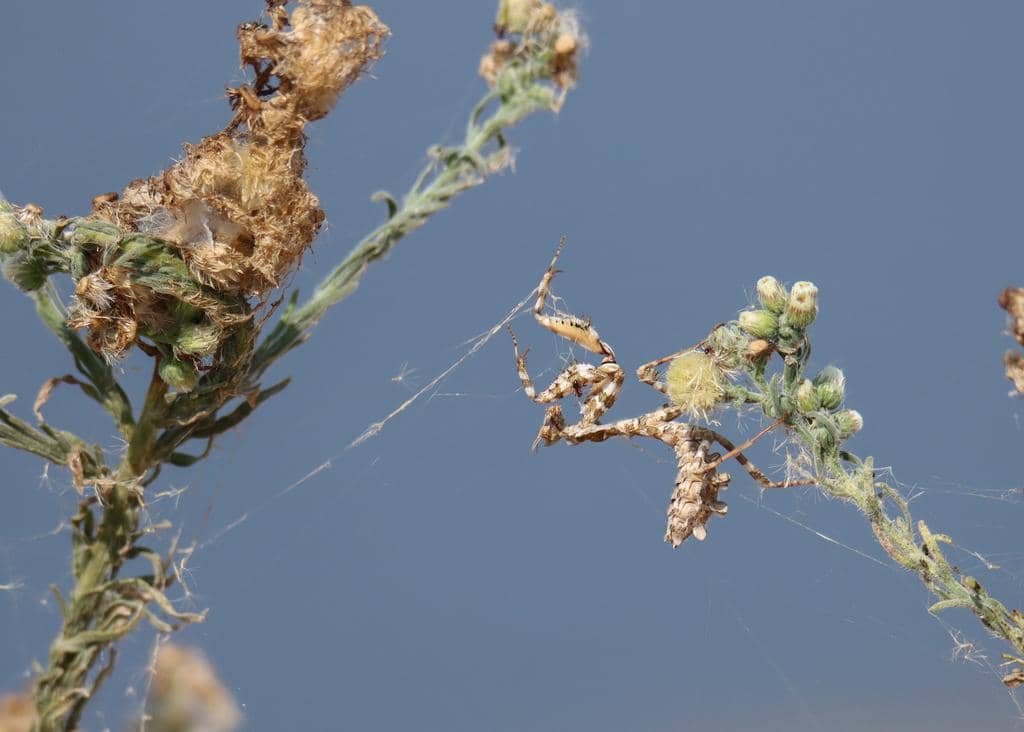 Blepharopsis mendica