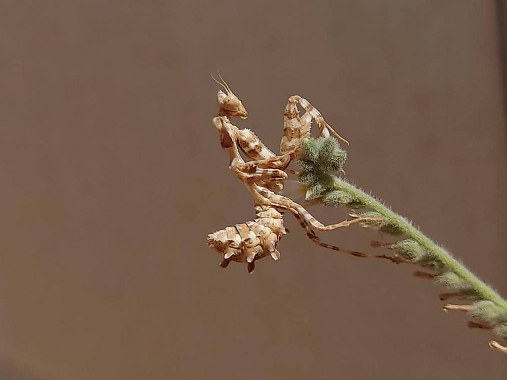 Blepharopsis mendica