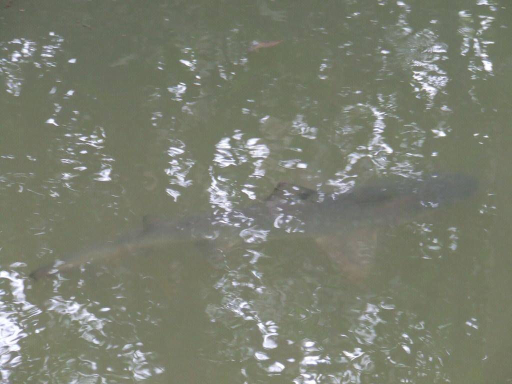seekor hiu gigi tombak berenang di sungai keruh