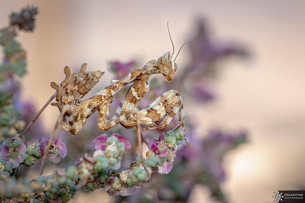 Blepharopsis mendica