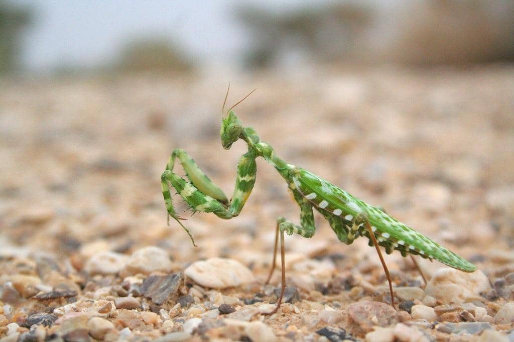 Blepharopsis mendica