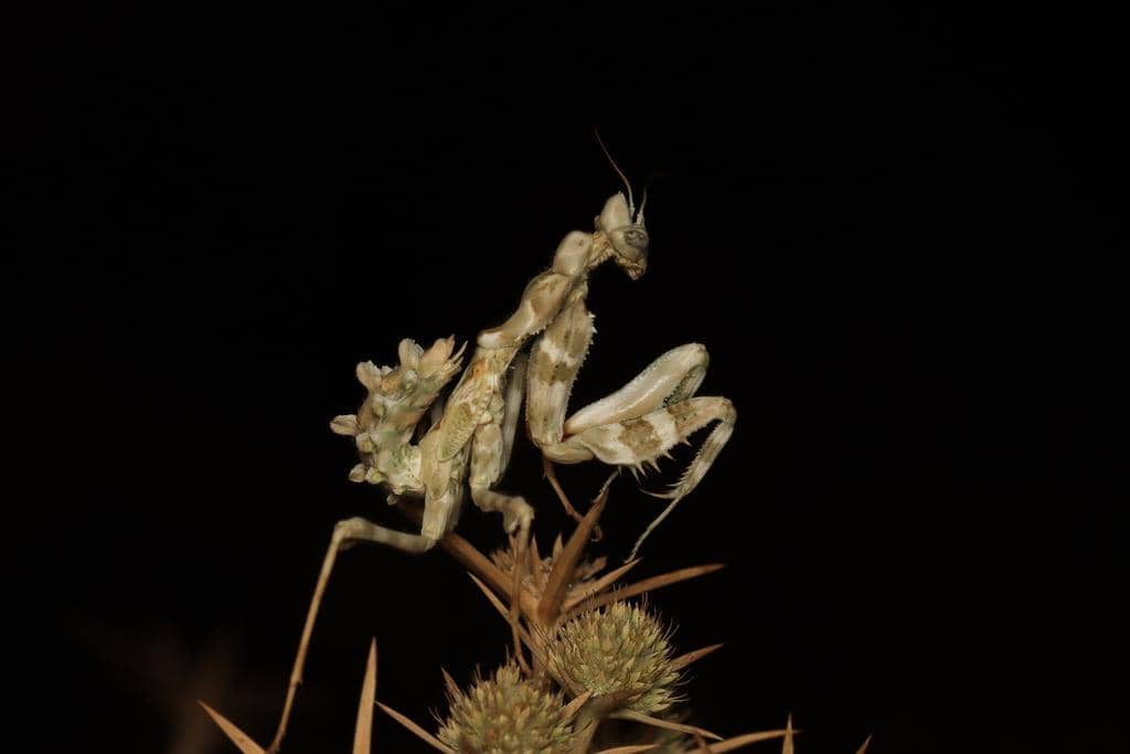 Blepharopsis mendica