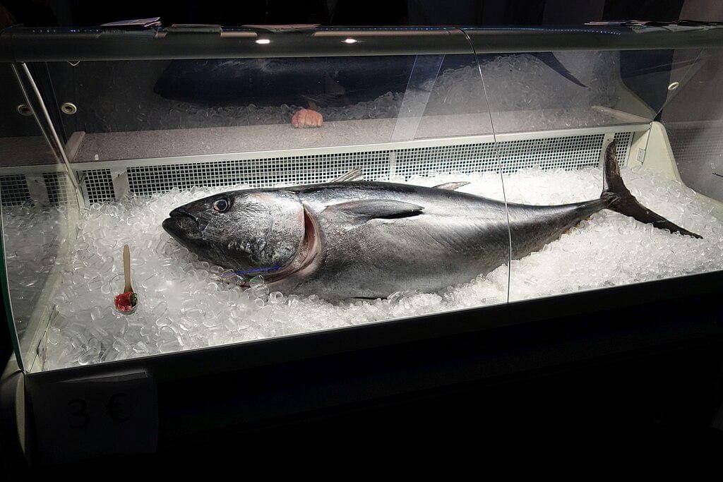 ilustrasi ikan tuna bluefin