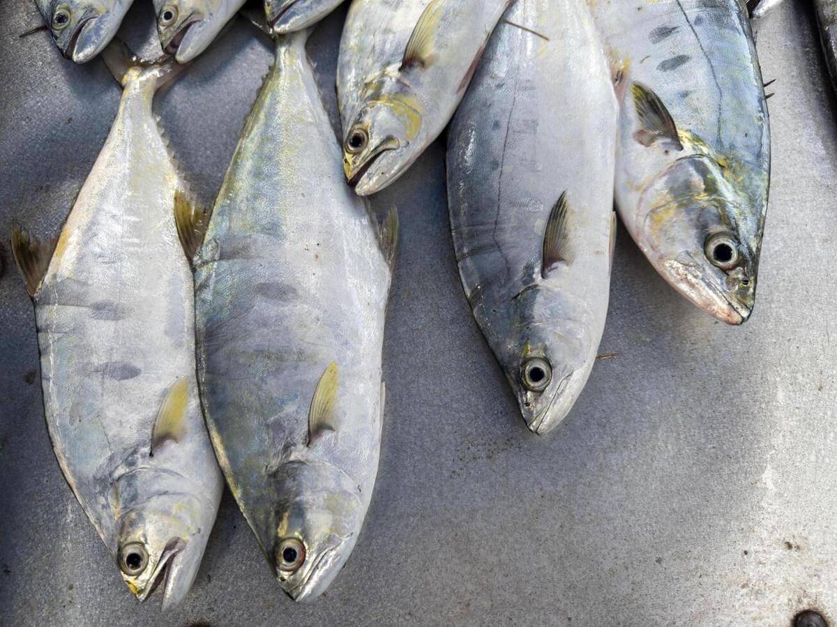 ilustrasi ikan tuna yellowfin