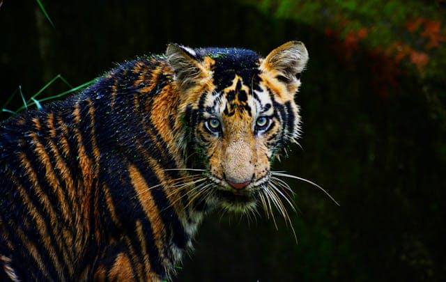 ilustrasi harimau