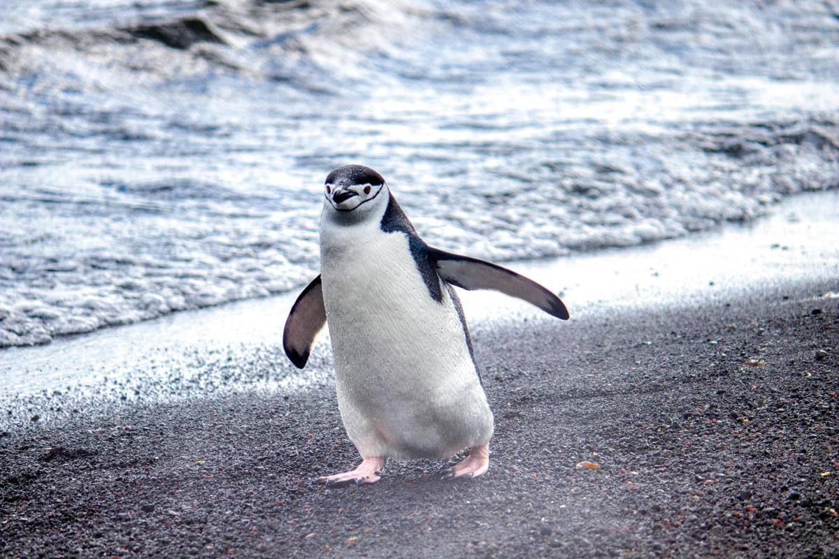 Penguin