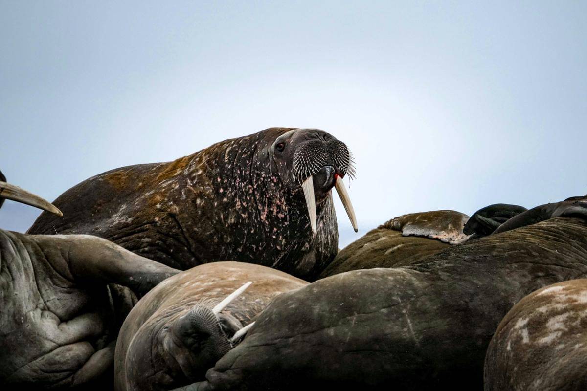 Walrus