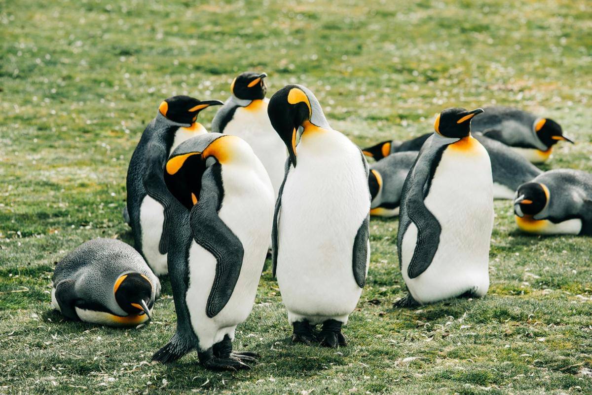 Penguin 