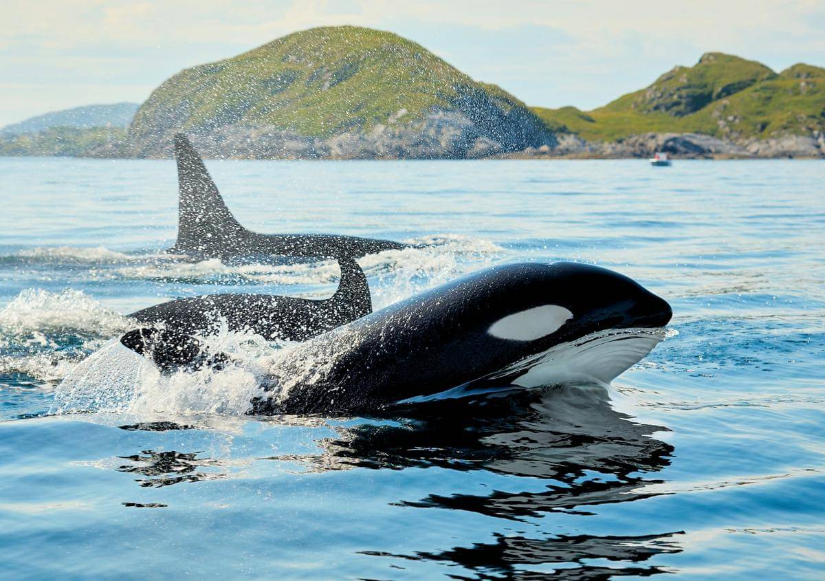 Apex Predator di Alam Liar, dari Komodo sampai Paus Orca